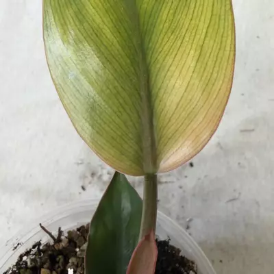 plant/Philodendron Yellow Congo Mint-6-thumbnail