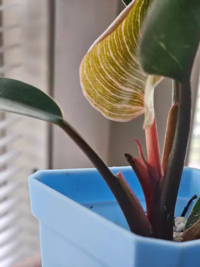 plant/Philo 'Pink Birkin'-2-thumbnail