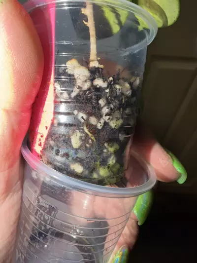 plant/Verticillata Inner Variegated-2-thumbnail