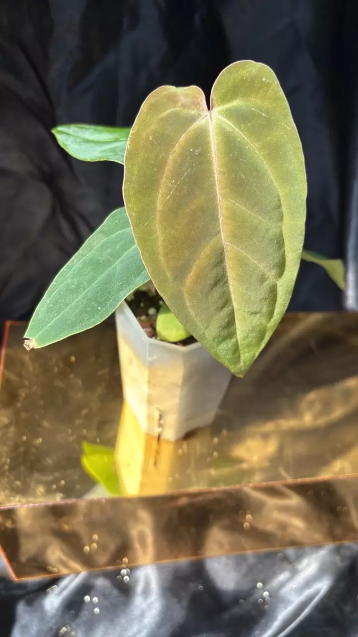 plant/TH312 (Mag x Crystal) X BVEP ‘Chubbs’-0