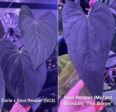 plant/Greauxing Woods Seedling Bundle-7-thumbnail