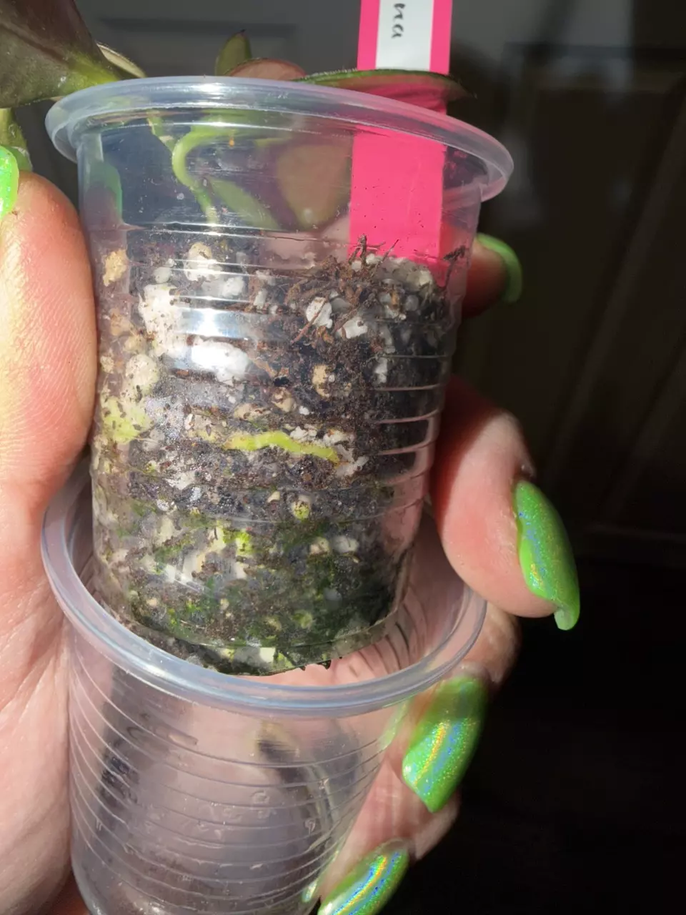 plant/Hoya Collina-2