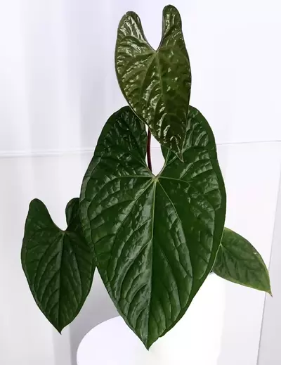 plant/Anthurium Luxurians x Sagittum XL in Cataphyll-1-thumbnail
