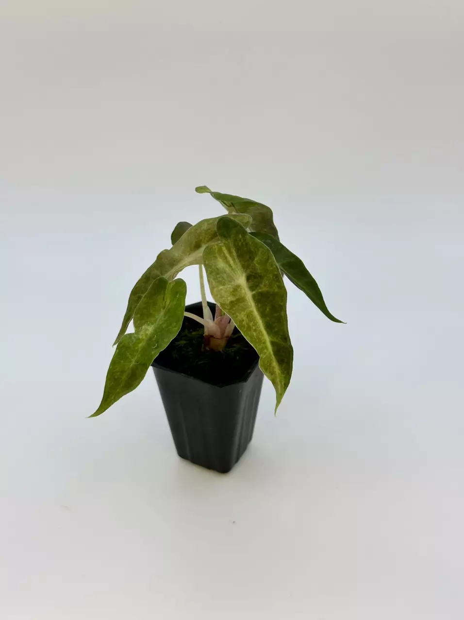 plant/AUREA POLLY ALOCASIA - EXACT - E2-1