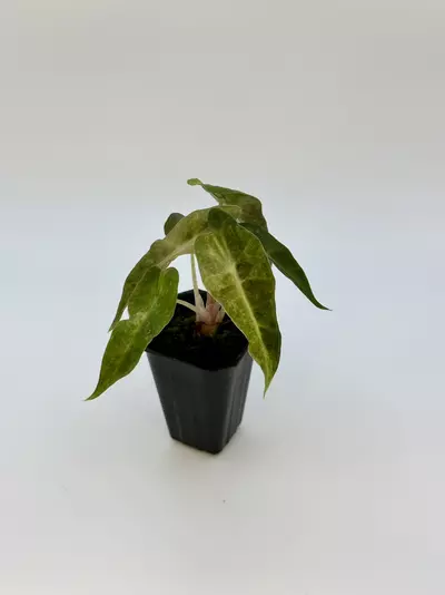 plant/AUREA POLLY ALOCASIA - EXACT - E2-1-thumbnail