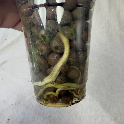 plant/Monstera White Monster Denser - Exact Plant-4-thumbnail