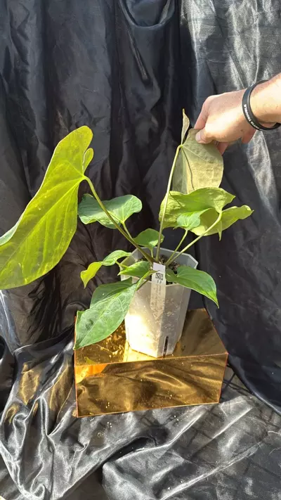 plant/TP321 (Carla x Pap) X (Bess x Dress)-1-thumbnail