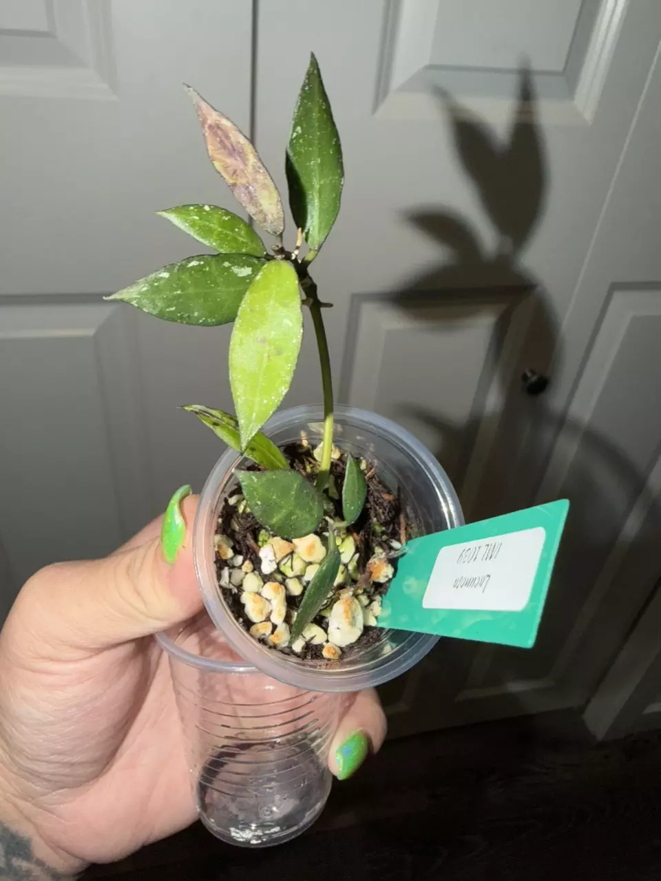 plant/Lacunosa IML 1039-0