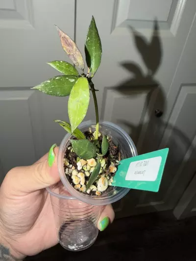 plant/Lacunosa IML 1039-0-thumbnail