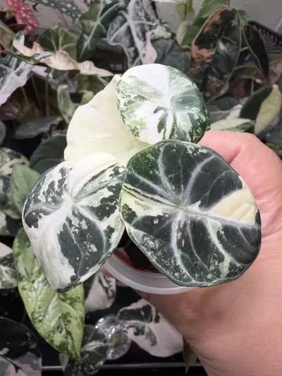plant/Alocasia Ninja Albo-0-thumbnail