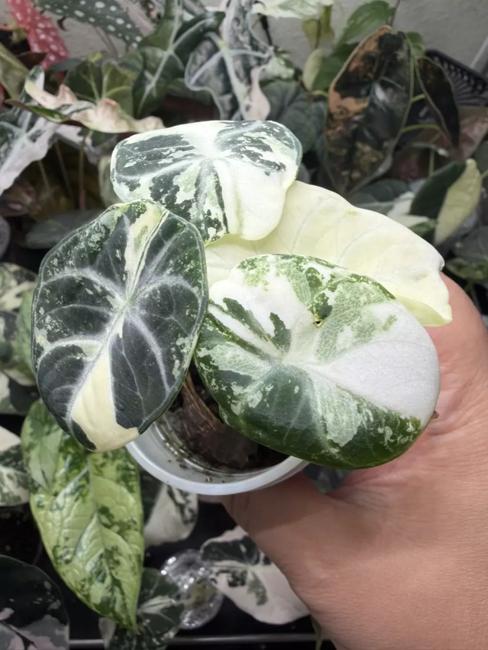 plant/Alocasia Ninja Albo-1