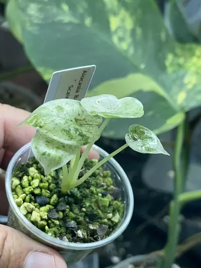 plant/Alocasia Baginda Dragon Scale!-1-thumbnail