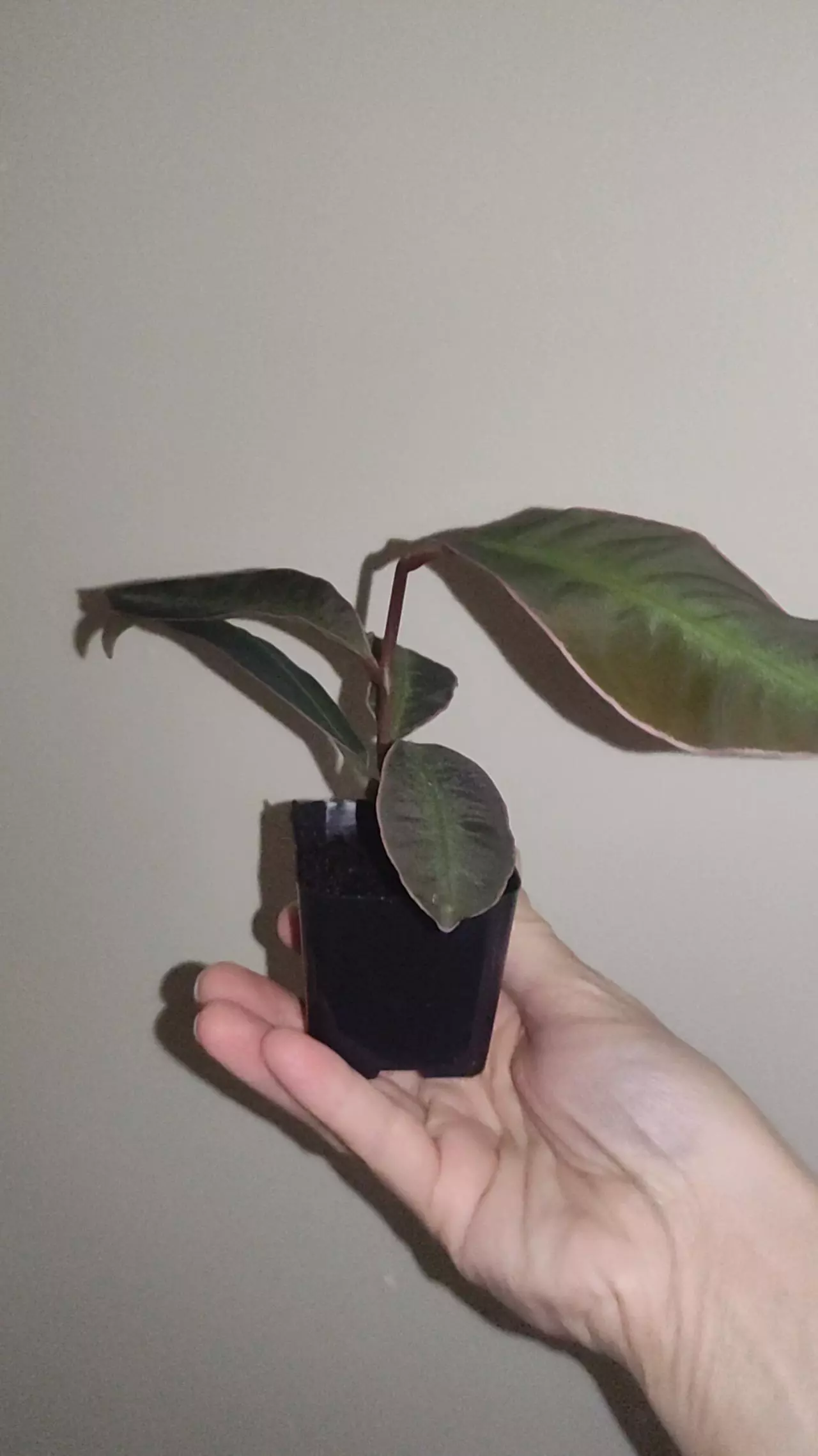 plant/Labisia sp. Stardust-3