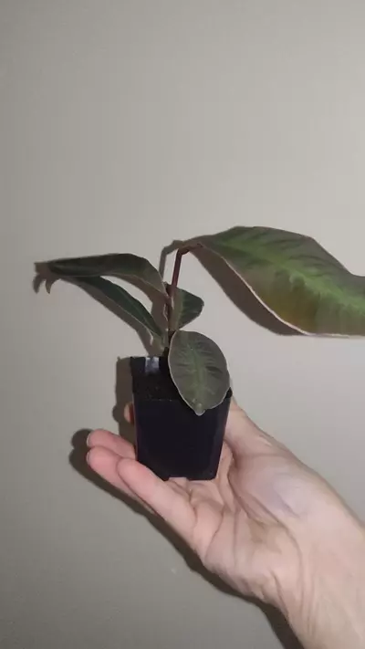 plant/Labisia sp. Stardust-3-thumbnail