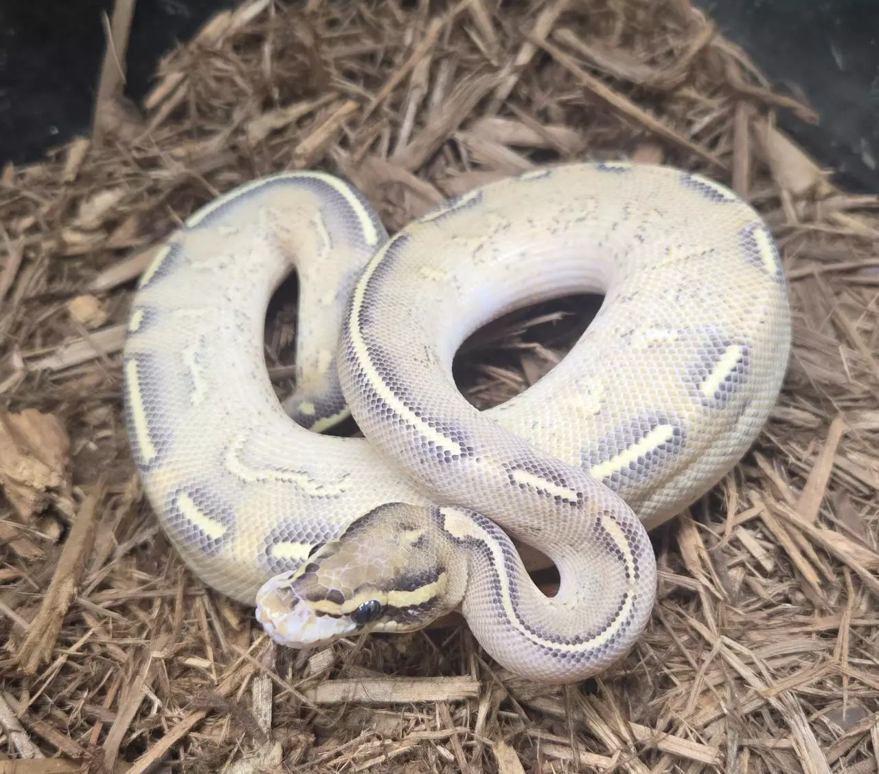 plant/2024 Highway Ball Python Male-0