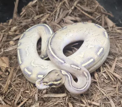 plant/2024 Highway Ball Python Male-0-thumbnail