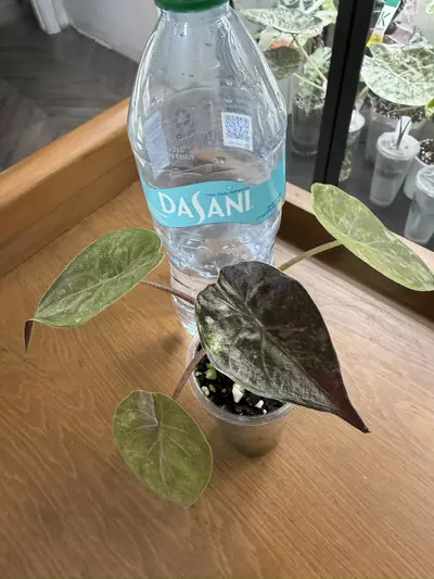 plant/Alocasia-2-thumbnail