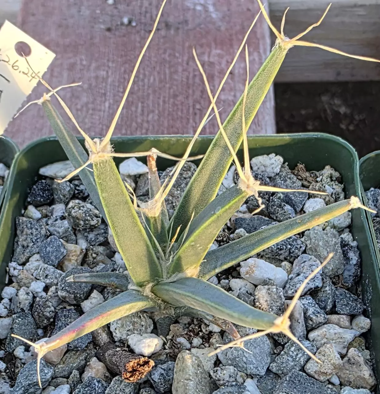 plant/Leuchtenbergia princips-0