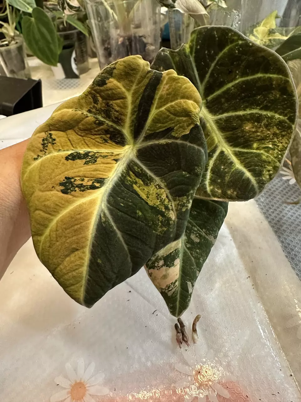 plant/Custom black velvet corms-1