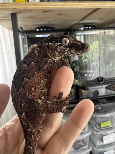 plant/Beautiful red reticulated male gargoyle 47g-0-thumbnail