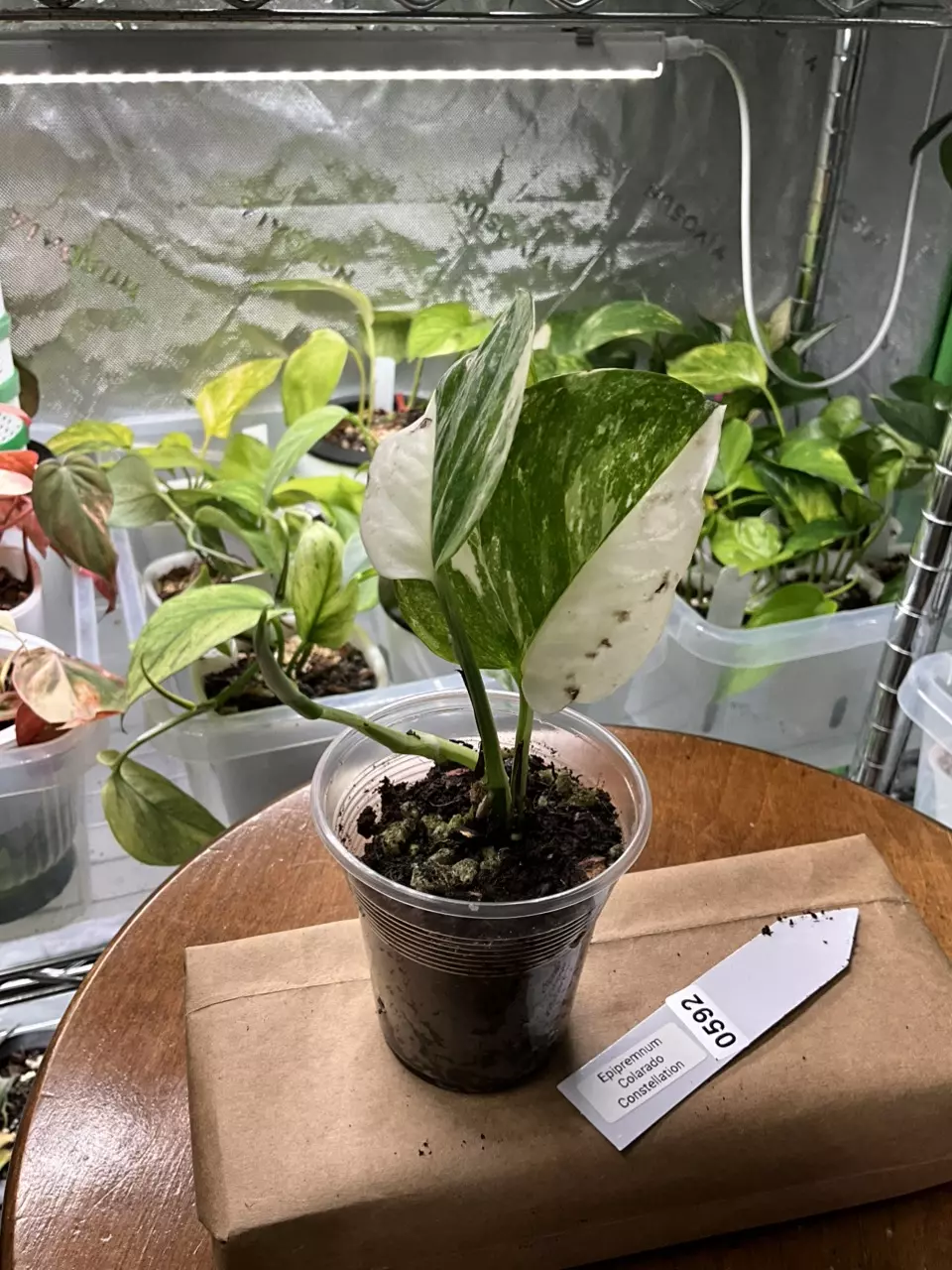 plant/0592 Epipremnum Colorado Constellation-1