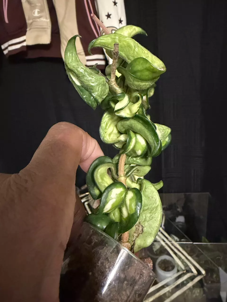 plant/Hoya Mauna Loa *Needs some TLC*-1