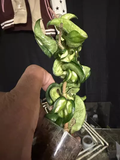 plant/Hoya Mauna Loa *Needs some TLC*-1-thumbnail