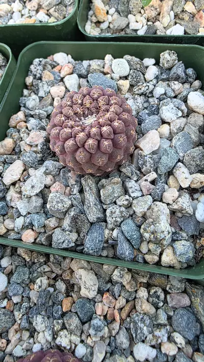 plant/Eriosyce napina-0-thumbnail