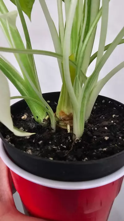 plant/0007 Alocasia Okinawa Silver-2-thumbnail