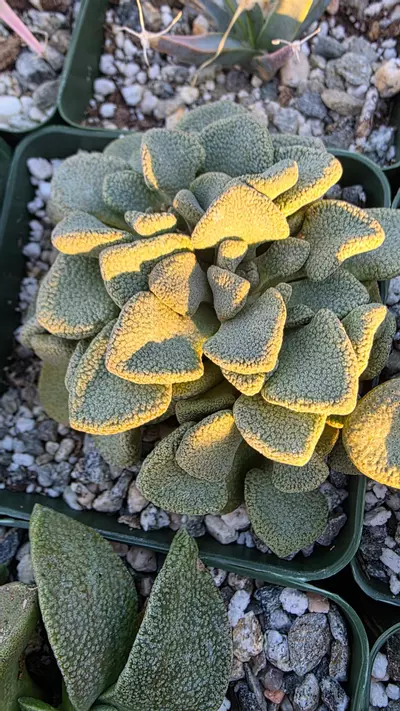 plant/Aloinopsis spathulata-0-thumbnail
