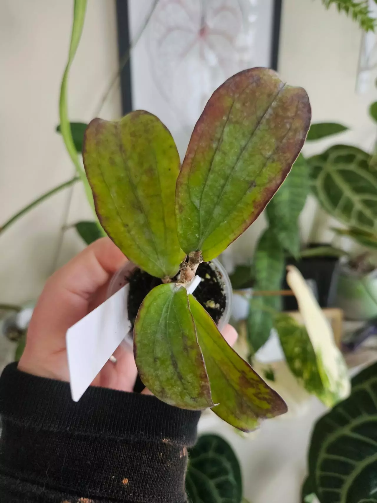 plant/Hoya Erythrina long leaves-0