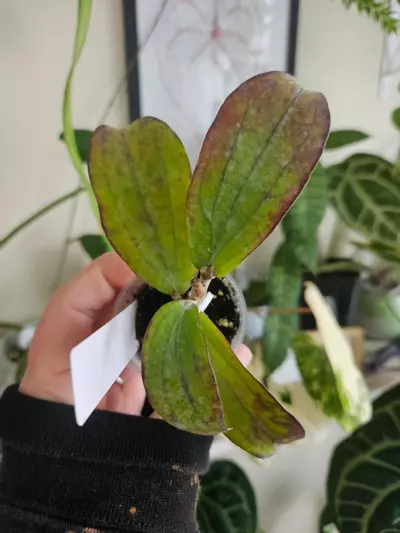 plant/Hoya Erythrina long leaves-0-thumbnail