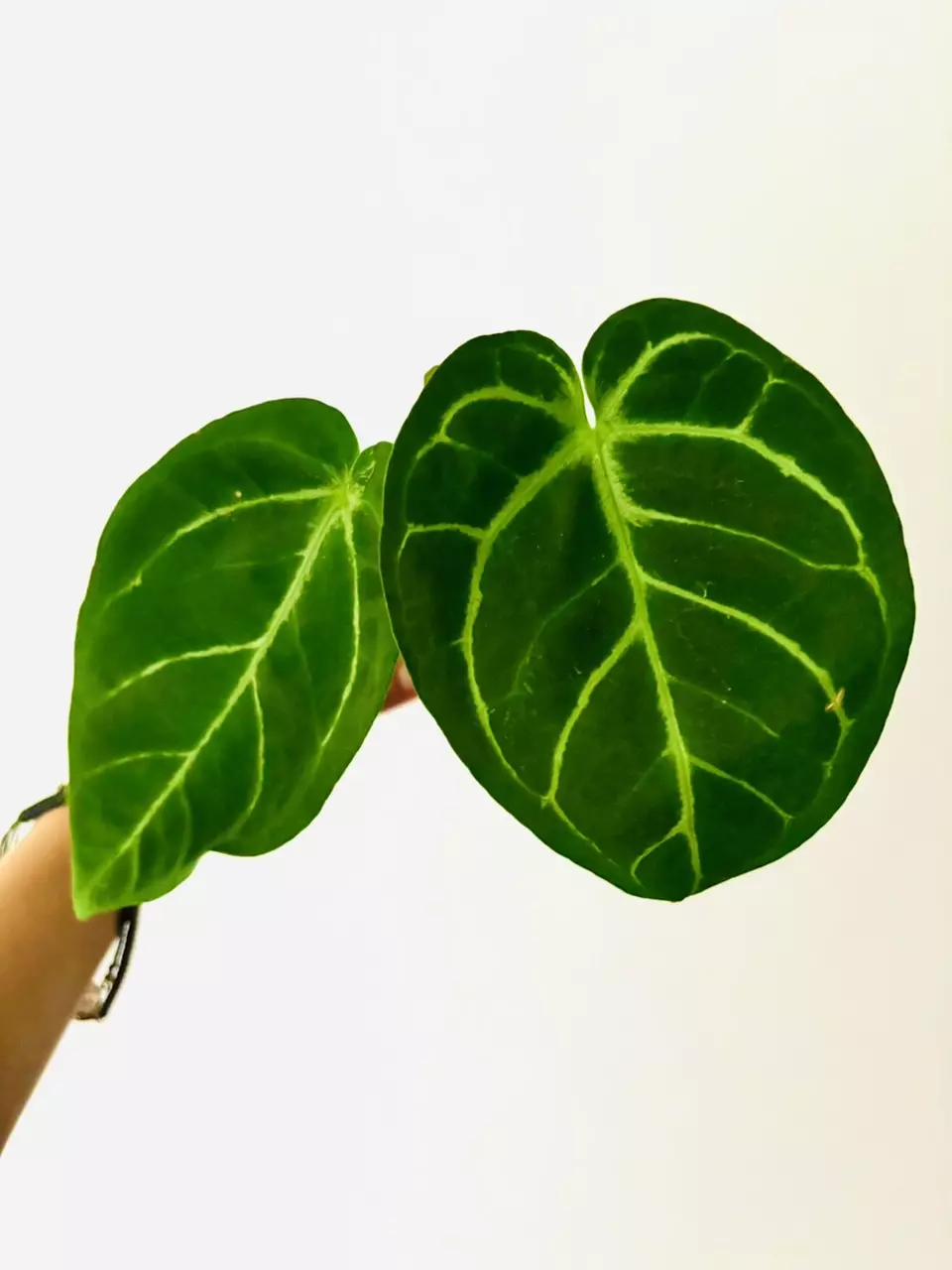 plant/Anthurium Silver Blush x Papi-1