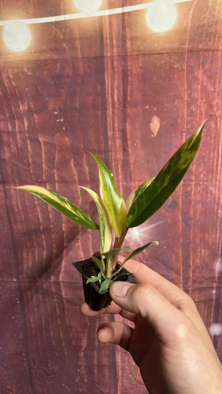 plant/Philodendron Caramel Marble-1