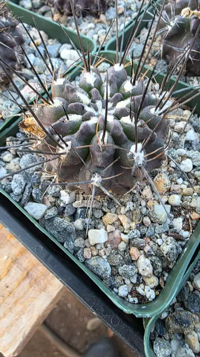 plant/Eriosyce cachytalensis-0-thumbnail