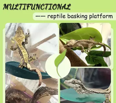 plant/Gecko Seat x 3 pack-1-thumbnail