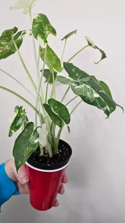 plant/0007 Alocasia Okinawa Silver-0-thumbnail