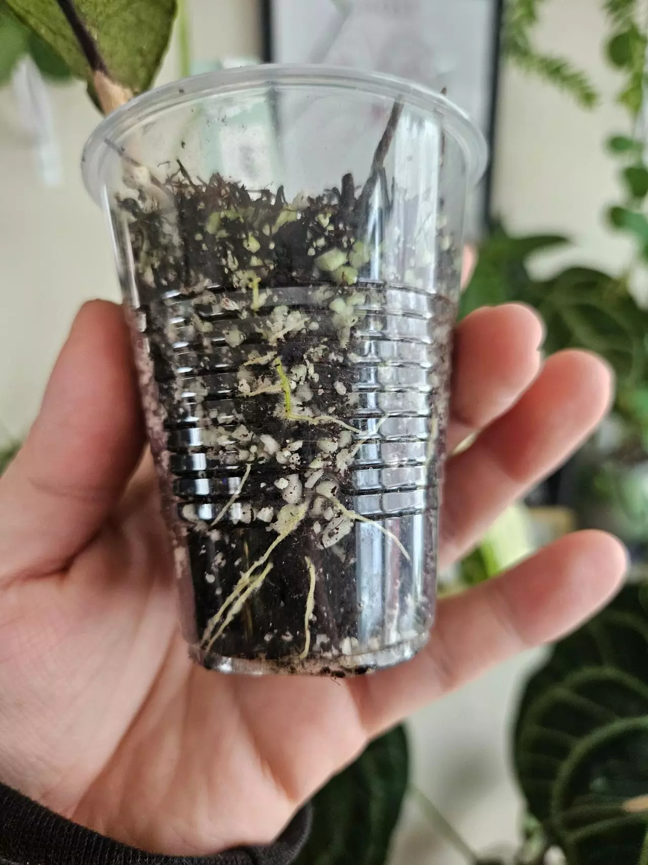 plant/Hoya Aceh shogun-1