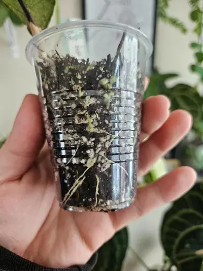 plant/Hoya Aceh shogun-1-thumbnail