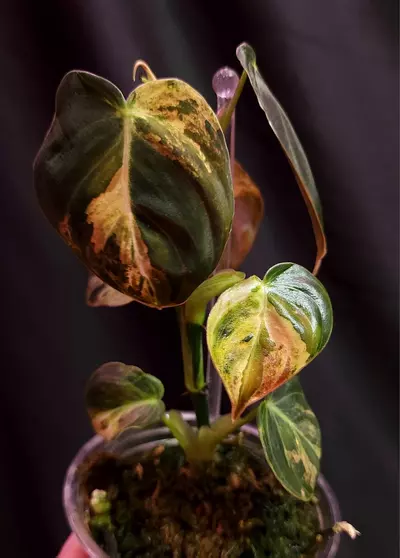 plant/Orange Meleno Philodendron-2-thumbnail