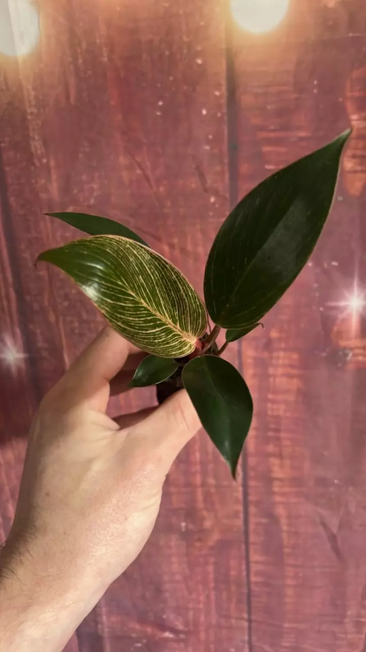 plant/Philodendron Pink Birkin-0