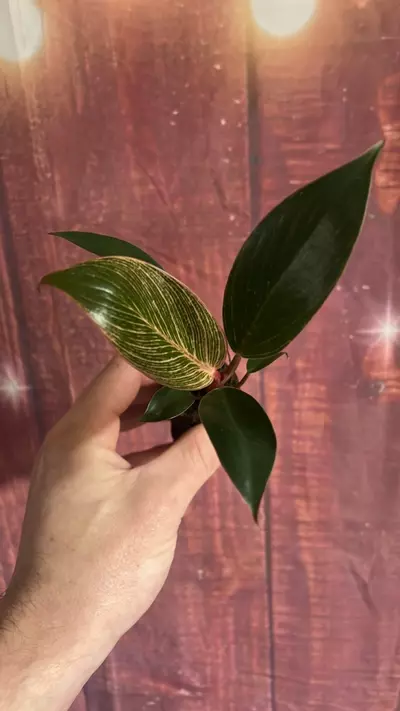 plant/Philodendron Pink Birkin-0-thumbnail