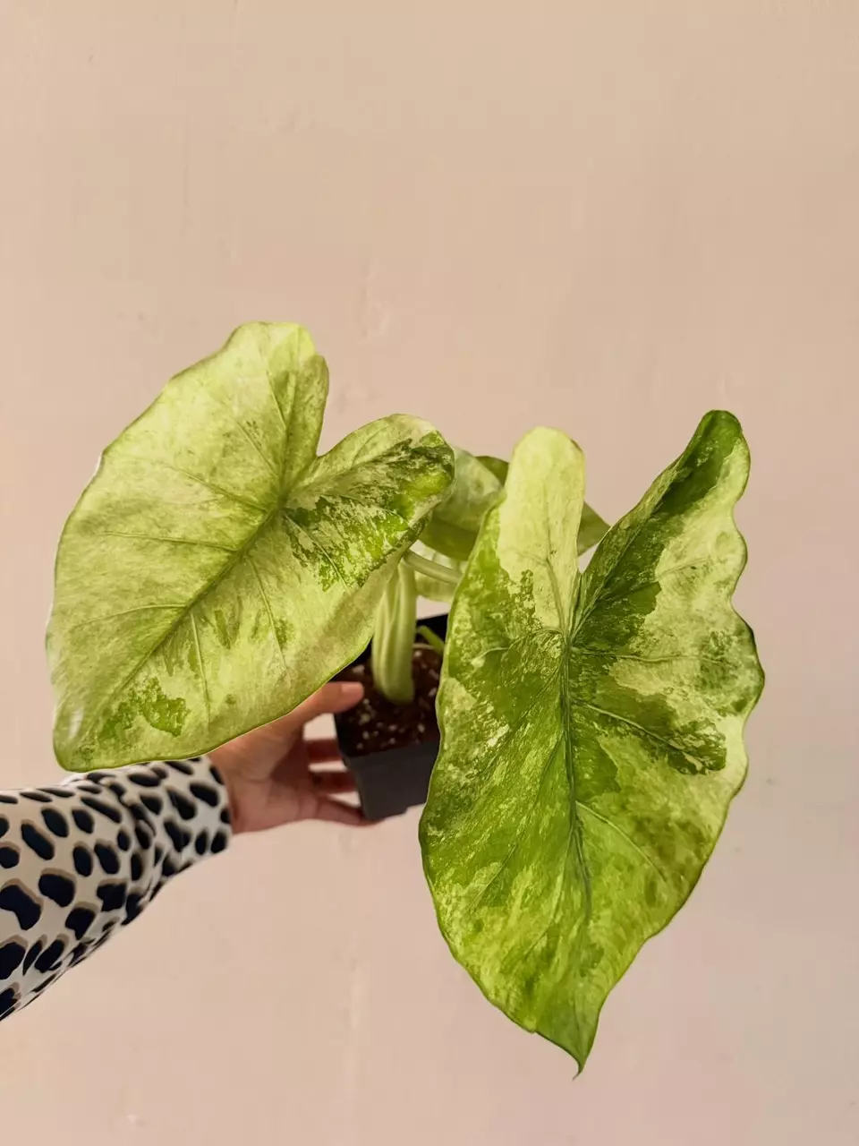 plant/Alocasia Odora Batik Aurea Pup-2