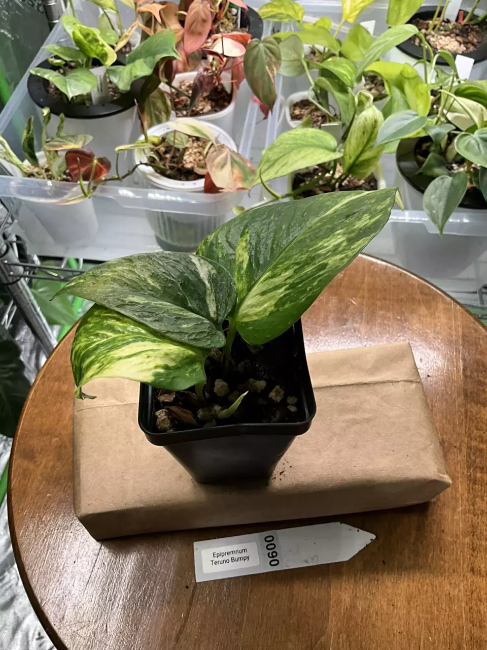plant/0600 Epipremnum Teruno Bumpy-1