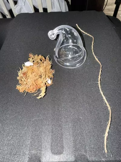 plant/Santa Hat Prop Ornament-1-thumbnail