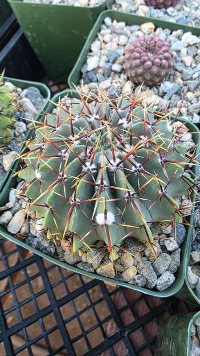 plant/Parodia buiningiana-0-thumbnail