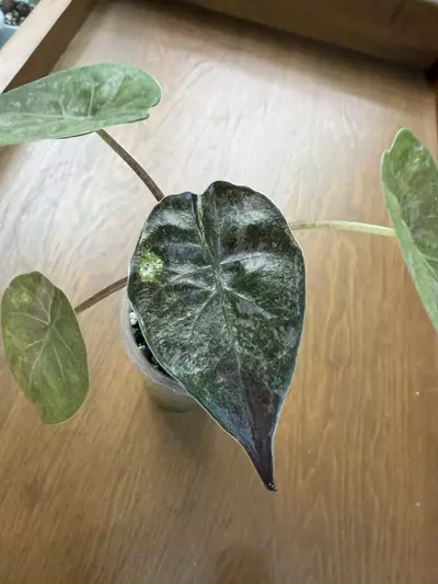 plant/Alocasia-0-thumbnail