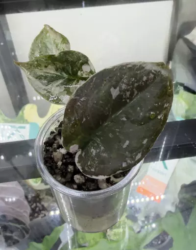 plant/Alocasia-0-thumbnail