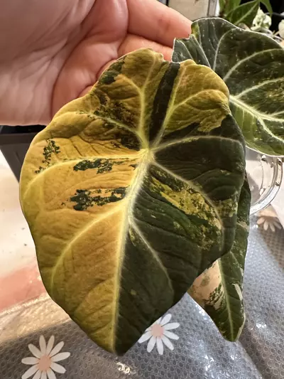 plant/Black Velvet Gold CORM-0-thumbnail