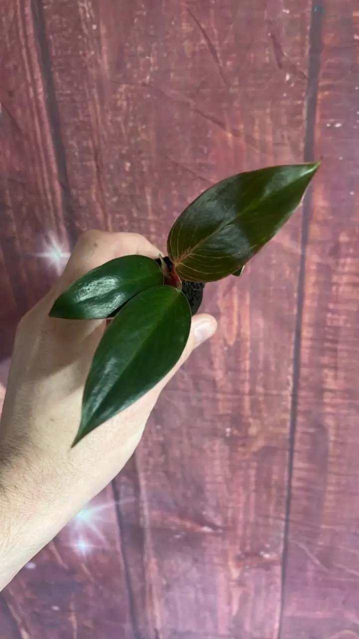 plant/Philodendron Pink Birkin-0